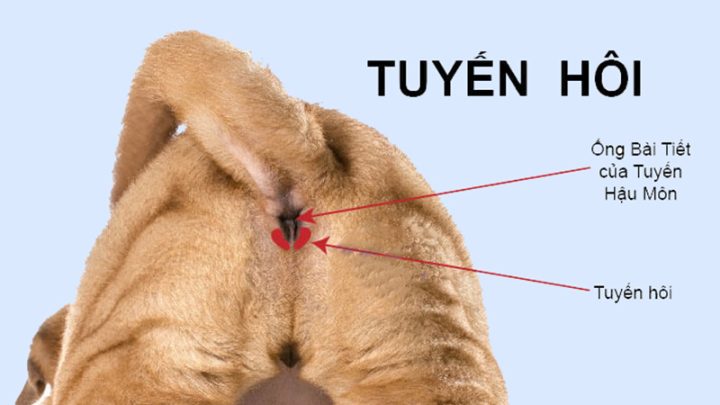 Chó có mùi hôi khó chịu: Nguyên nhân và cách khắc phục hiệu quả