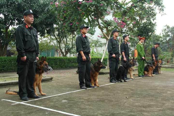 Huấn luyện chó cảnh ở Nghệ An Trung Tâm Huấn Luyện Chó Nghệ An: Nâng Tầm Bạn Bốn Chân