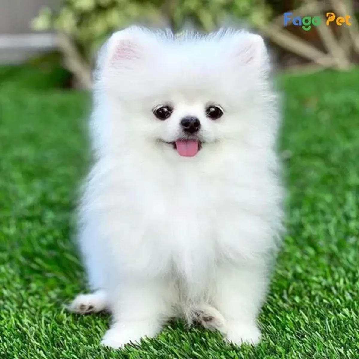 Các bệnh thường gặp ở chó phốc sóc mặt gấu và cách phòng ngừa
