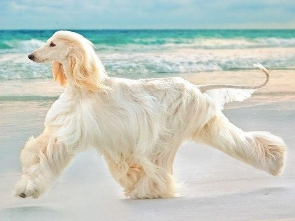 Vẻ đẹp thanh lịch của chó Afghan Hound với bộ lông dài mượt