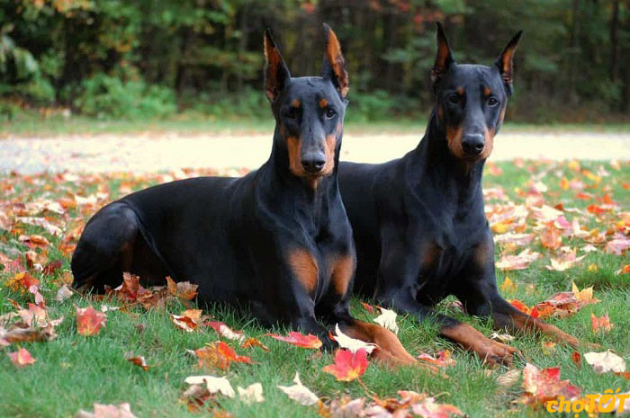 Vẻ ngoài mạnh mẽ, vạm vỡ của chó Doberman thuần chủng