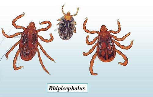 Ve Rhipicephalus động vật trung gian truyền bệnh