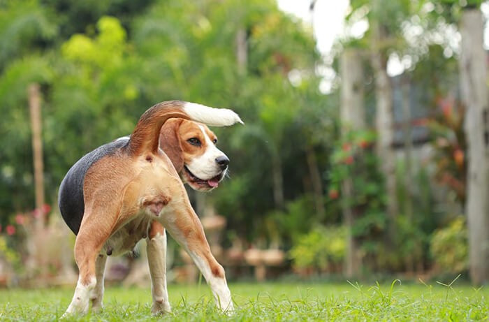 Vệ sinh sạch sẽ cơ thể cho chó