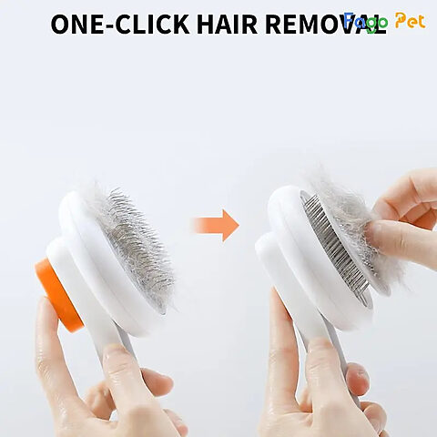 Vệ sinh sạch sẽ lược chải xù cho chó lông xù màu trắng