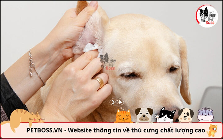 Vệ sinh và bôi thuốc trị viêm tai cho chó Poodle theo chỉ định bác sĩ