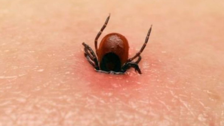 Ve Chó Có Nguy Hiểm Không? Toàn Diện Từ A Đến Z