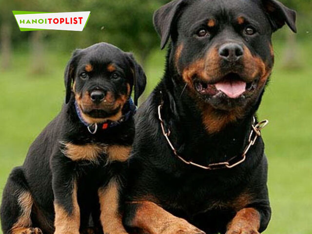Venus Vom Rottweiler - địa chỉ uy tín để mua chó Rottweiler giá rẻ Hà Nội