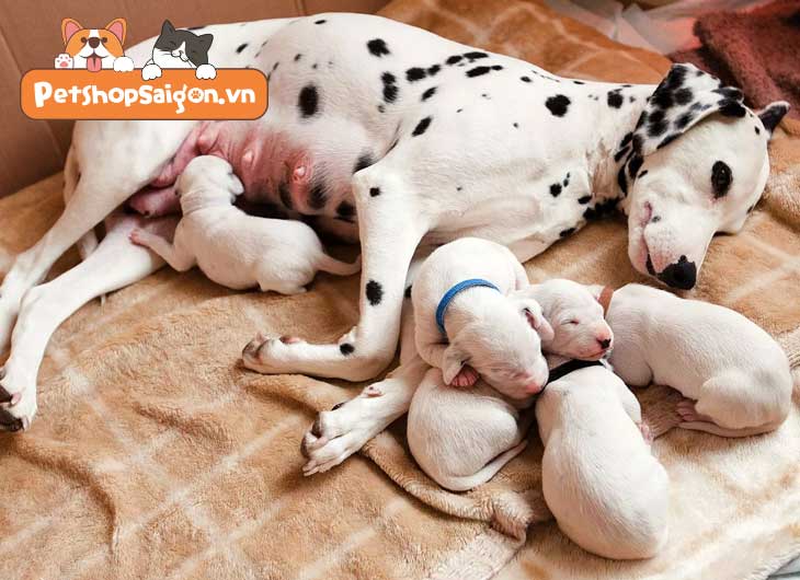 Chó Mẹ Ăn Thịt Con: Nguyên Nhân, Giải Pháp Và Phòng Ngừa - image 2
