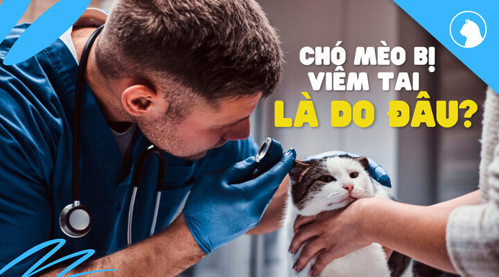 Bệnh Viêm Tai Ở Chó: Dấu Hiệu, Nguyên Nhân và Điều Trị Hiệu Quả