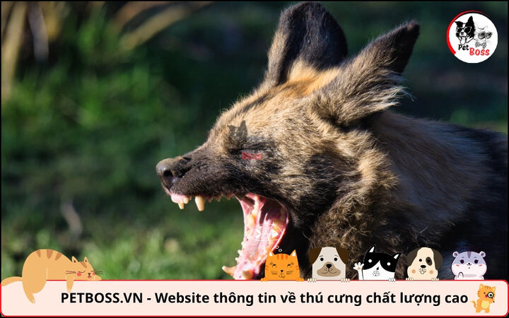 Virus Rabies gây bệnh dại ở chó không thể chữa khỏi