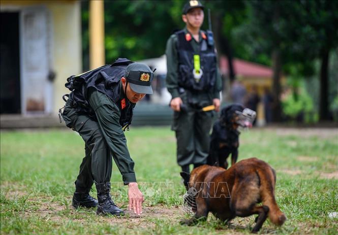 Huấn luyện viên đang hướng dẫn chó Trung Tâm Huấn Luyện Chó Nghệ An: Nâng Tầm Bạn Bốn Chân