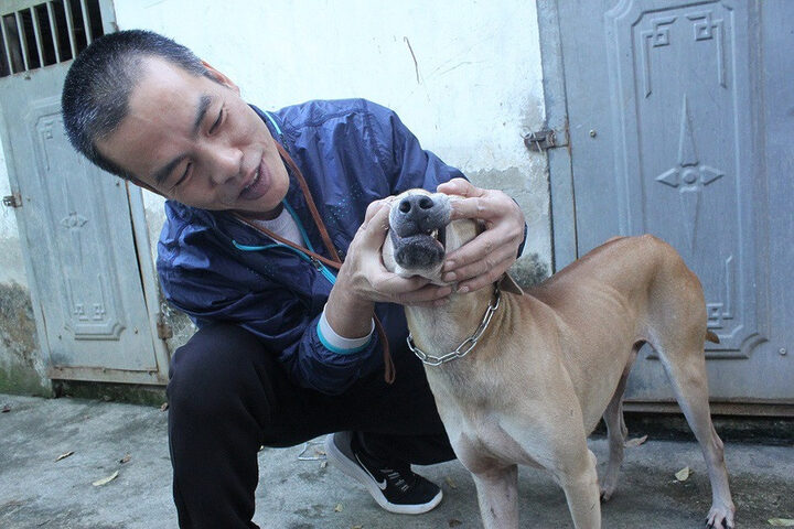 Với niềm đam mê và kinh nghiệm, chủ trang trại chó Phú Quốc như anh Thắng đã thành công nuôi dưỡng khoảng 60 chú chó, tạo nên giá trị hàng tỷ đồng.