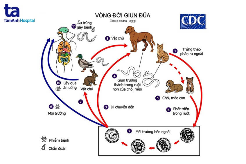 Nhiễm Giun Đũa Chó Mèo: Nguyên Nhân, Triệu Chứng và Phòng Ngừa Hiệu Quả