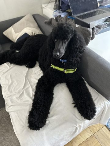 Chó Poodle có hôi không? Giải pháp toàn diện giúp Poodle thơm tho