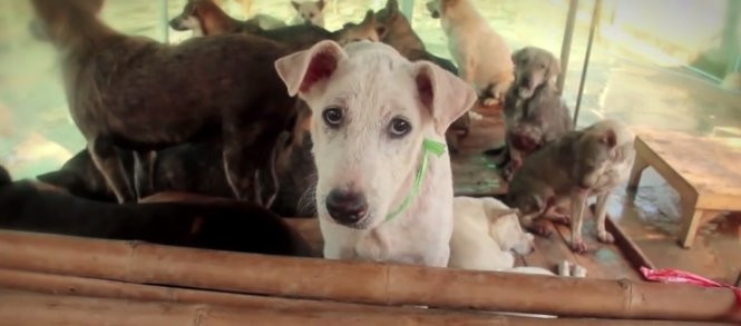 Thông điệp bảo vệ chó: Kêu gọi hành động và thay đổi nhận thức