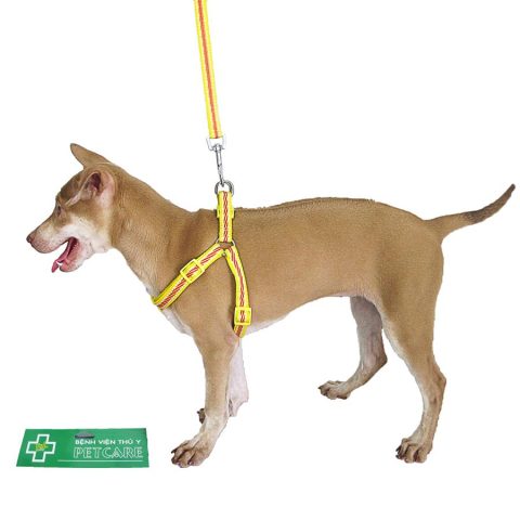 Hướng Dẫn Chi Tiết Cách Làm Dây Yếm Dắt Chó Độc Đáo Tại Nhà