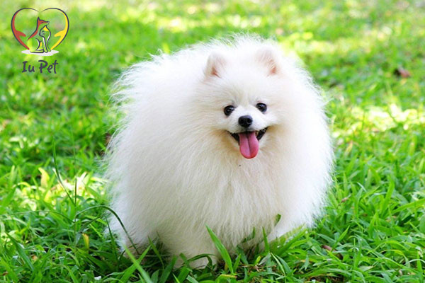 Xác nhận chó Phốc Sóc mang thai bằng siêu âm tại cơ sở thú y