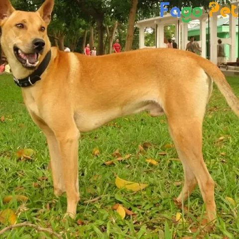 Chú chó Phú Quốc vàng lửa con đáng yêu với đôi mắt tinh anh, biểu cảm tò mò và bộ lông vàng óng ả
