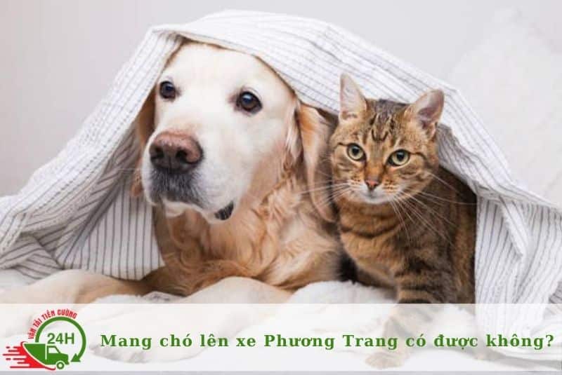 Hình ảnh một hành khách đang ôm chó tại bến xe, làm dấy lên câu hỏi về chính sách vận chuyển thú cưng của Phương Trang.