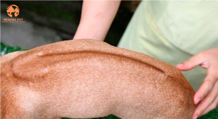 Xoáy Lưng Chó Phú Quốc: Đặc Điểm Nhận Biết và Giá Trị Giống Thuần Chủng