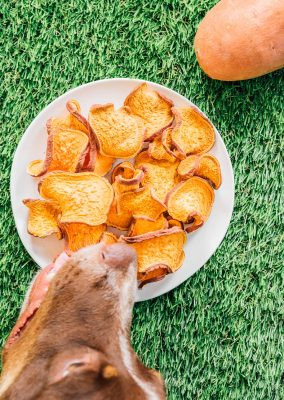 Xương gặm tự làm từ khoai lang sấy khô an toàn cho chó