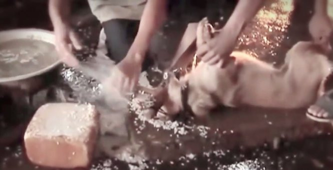 Thông điệp bảo vệ chó: Kêu gọi hành động và thay đổi nhận thức