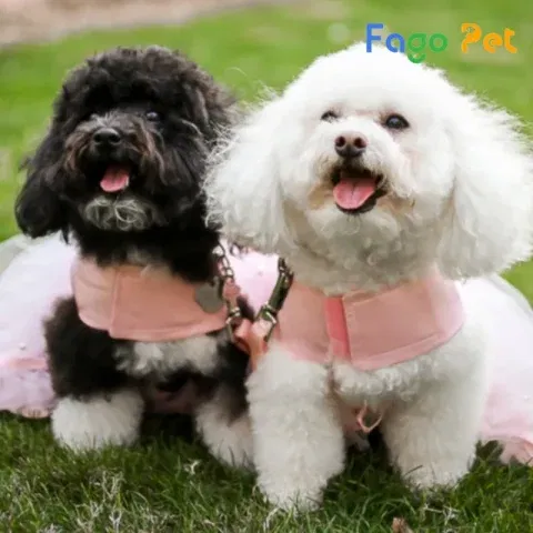 Cách Phối Giống Chó Poodle Chuẩn Khoa Học: Hướng Dẫn Chi Tiết Từ A-Z Cách Phối Giống Chó Poodle Chuẩn Khoa Học: Hướng Dẫn Chi Tiết Từ A-Z