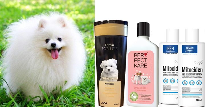 Sữa Tắm Cho Chó Phốc Sóc: Hướng Dẫn Chọn Và Top Sản Phẩm Tốt Nhất