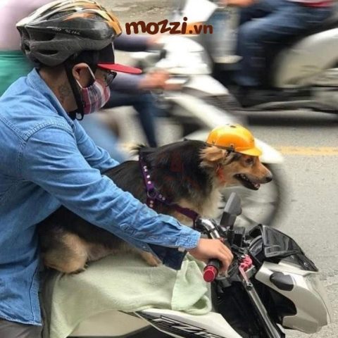 Nón Bảo Hiểm Cho Chó: An Toàn Tuyệt Đối Cho Người Bạn Bốn Chân