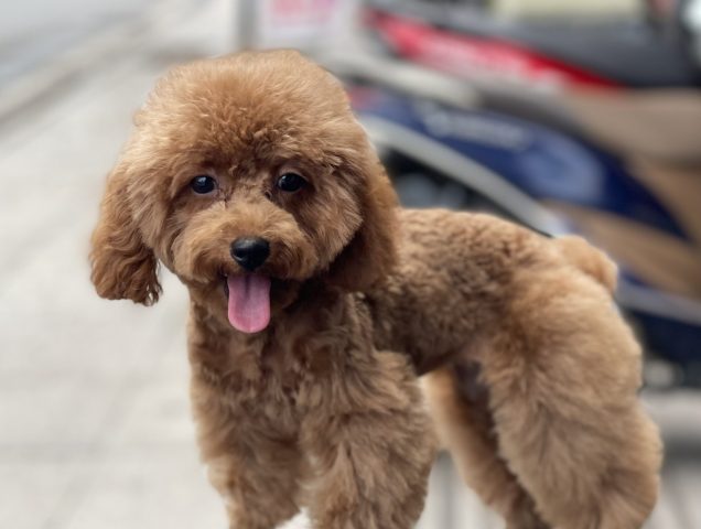 Chó Poodle Tiny Nâu Đỏ: Đặc Điểm, Giá & Cách Chăm Sóc