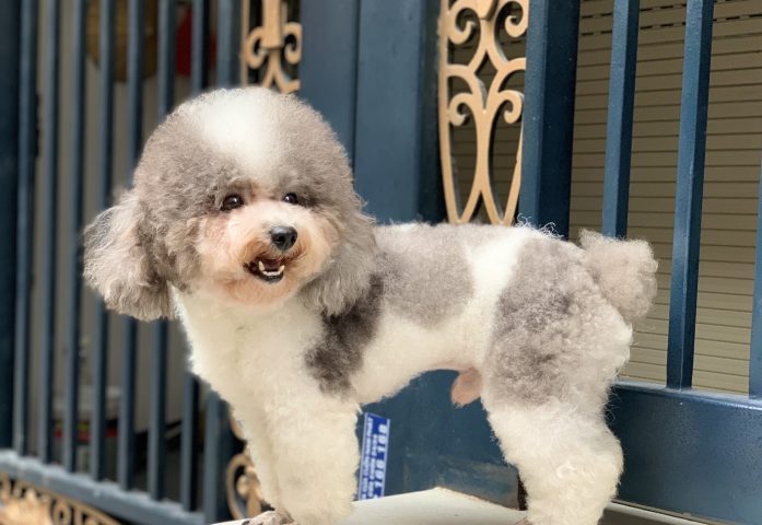Chó Toy Poodle Trưởng Thành: Đặc Điểm, Chăm Sóc Và Huấn Luyện Toàn Diện