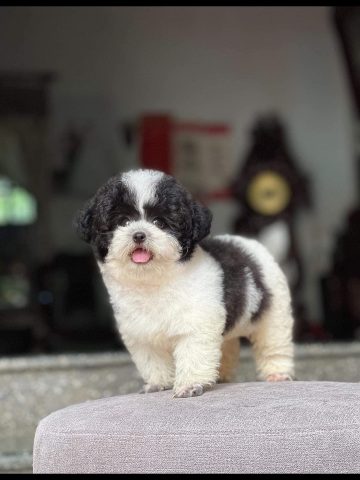 Chó Poodle Tiny Bò Sữa: Đặc Điểm, Cách Chăm Sóc Toàn Diện Và Giá Thị Trường