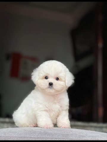Chó Poodle Màu Trắng Bao Nhiêu Tiền? Bảng Giá & Yếu Tố Ảnh Hưởng Toàn Diện