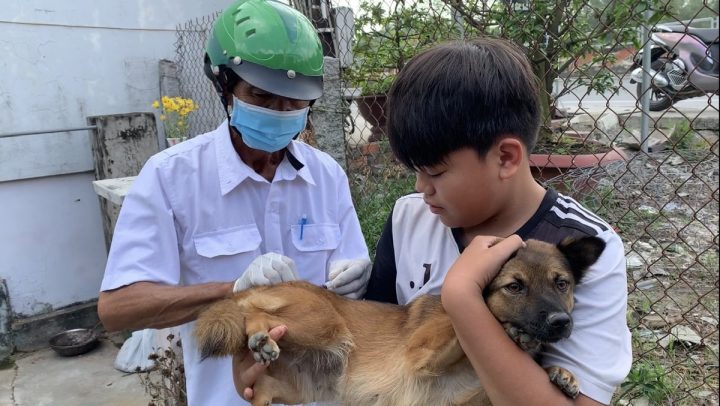Mua Bán Chó Trà Vinh: Cẩm Nang Toàn Diện Từ A-Z