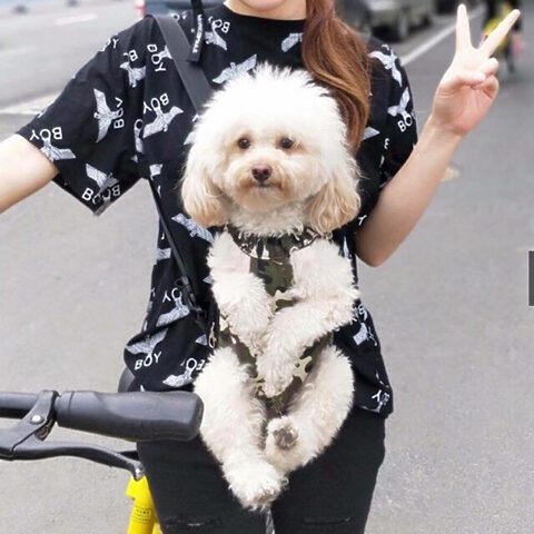Túi Vận Chuyển Chó 15kg: Hướng Dẫn Chi Tiết Để Chọn Lựa Tối Ưu Cho Thú Cưng