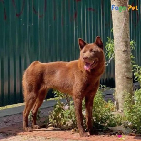 Phối Giống Chó Mông Cộc Đúng Chuẩn, An Toàn Và Hiệu Quả