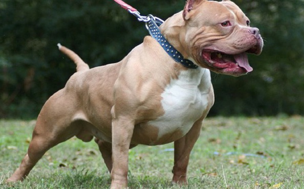 Vì Sao Chó Pitbull Cắn Người: Nguyên Nhân & Giải Pháp Phòng Tránh Toàn Diện