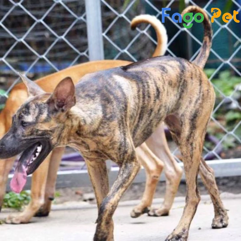 Chó Phú Quốc vện cọp ở Fago Pet được kiểm tra sức khỏe kỹ càng