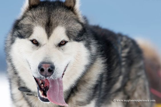 Chó Alaska Có Dữ Không? Hiểu Rõ Bản Năng Và Cách Nuôi Dưỡng