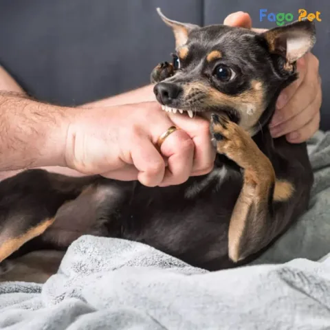 Hướng Dẫn Chi Tiết: Cách Huấn Luyện Chó Husky Con Thành Thạo Hướng Dẫn Chi Tiết: Cách Huấn Luyện Chó Husky Con Thành Thạo