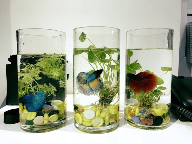Bể Nuôi Cá Betta: Hướng Dẫn Chọn Và Chăm Sóc Đúng Cách Bể Nuôi Cá Betta: Hướng Dẫn Chọn Và Chăm Sóc Đúng Cách