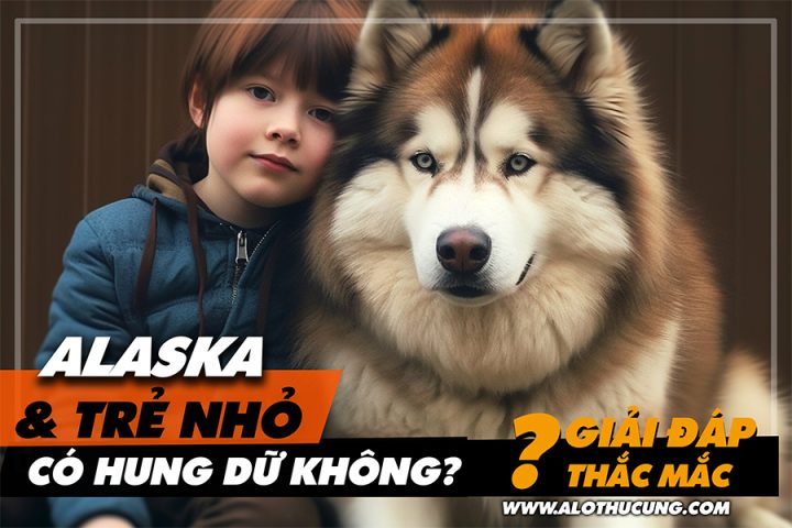 Chó Alaska Có Dữ Không? Hiểu Rõ Bản Năng Và Cách Nuôi Dưỡng