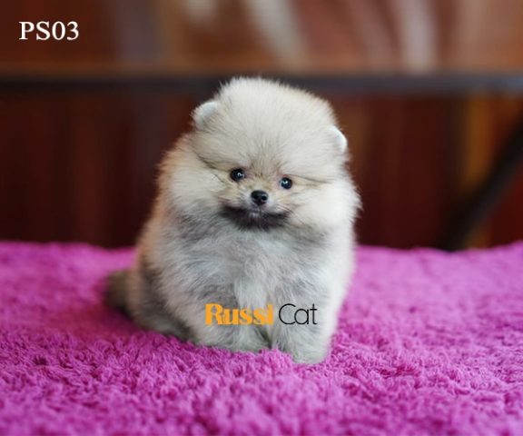 Nên Nuôi Chó Phốc Sóc Cái Hay Đực? Hướng Dẫn Chi Tiết Từ A-Z