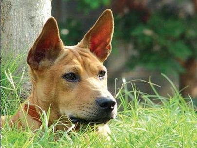 Cách Nuôi Chó Phú Quốc Ở Đất Liền Khỏe Mạnh Toàn Diện