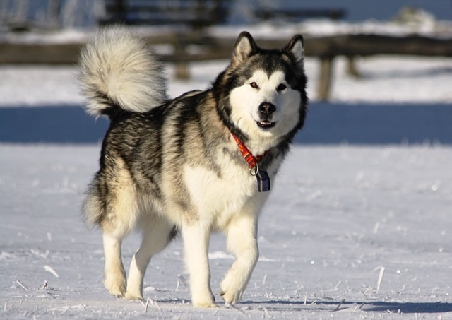 Các Bệnh Của Chó Alaska Thường Gặp: Hướng Dẫn Chủ Nuôi Phòng Ngừa & Điều Trị Toàn Diện