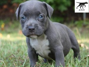 Cần Mua Chó Pitbull Con: Cẩm Nang Toàn Diện Từ A-Z Cho Chủ Nuôi Mới