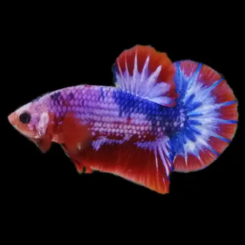 ảnh cá betta fancy ảnh cá betta fancy