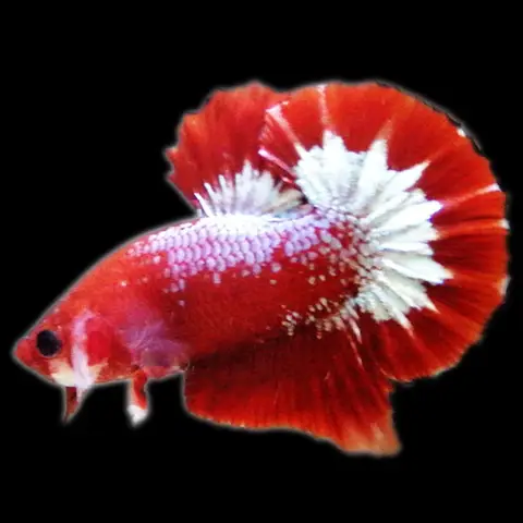 ảnh cá betta fancy ảnh cá betta fancy