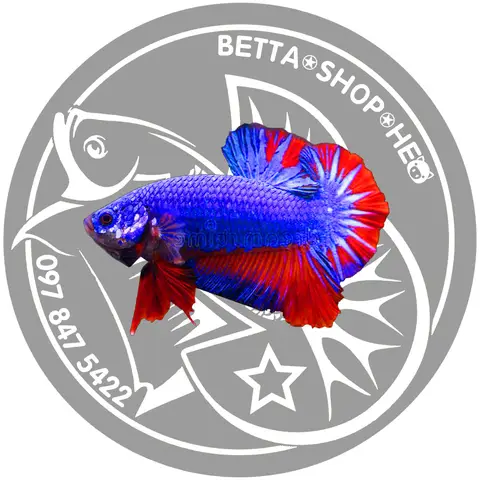 Chiêm ngưỡng vẻ đẹp mê hoặc của cá Betta Fancy qua ảnh ảnh cá betta fancy