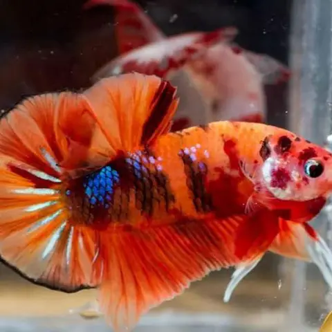 ảnh cá betta koi ảnh cá betta koi